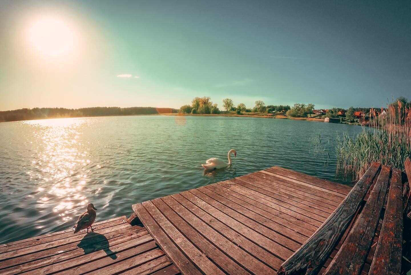 Łabędź i kaczka przy pomoście o wschodzie słońca